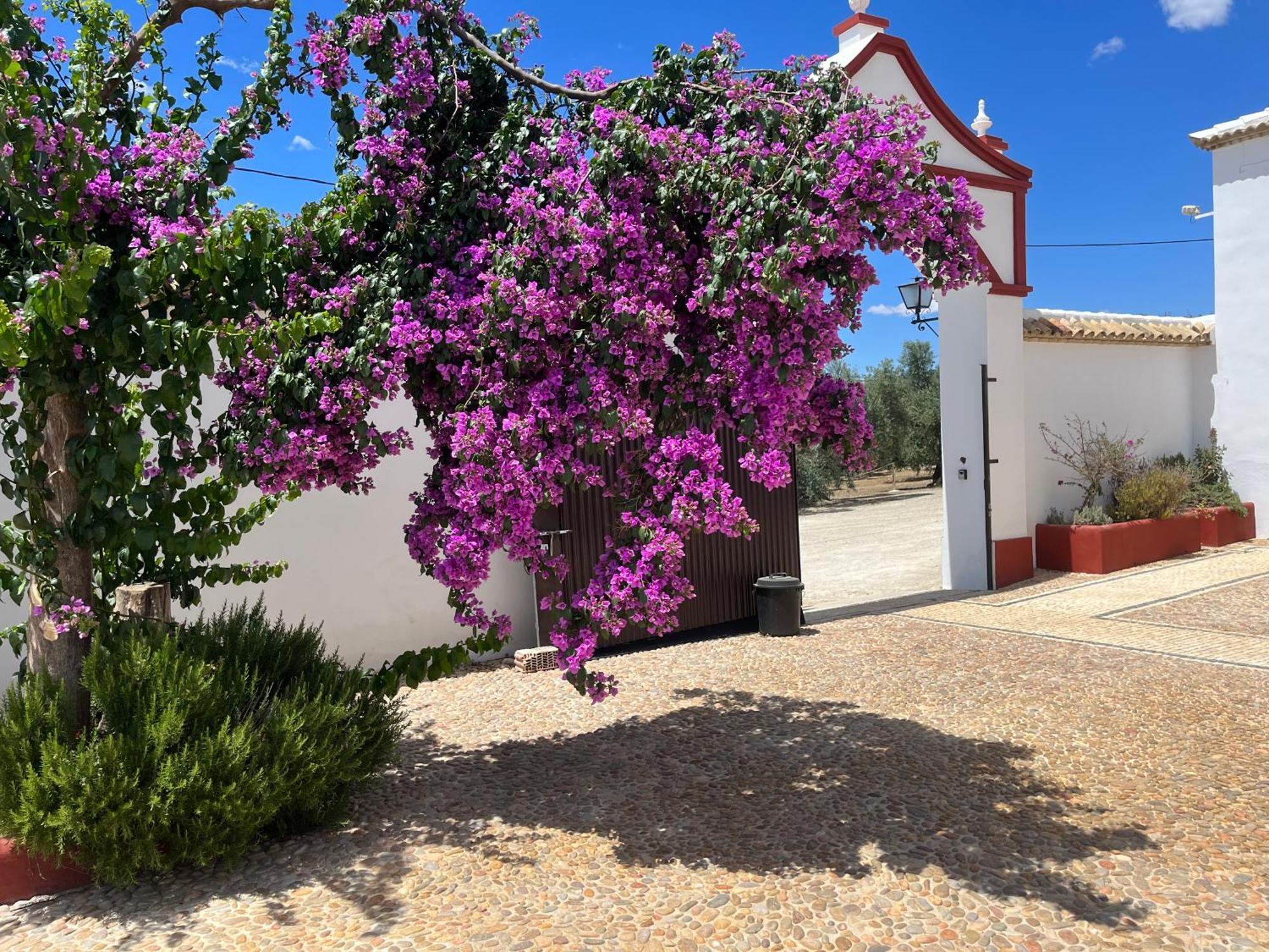Cortijo Dominguez - Rural Experience Villa Lucena Exterior photo